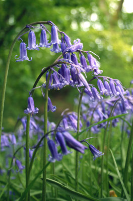Bluebell