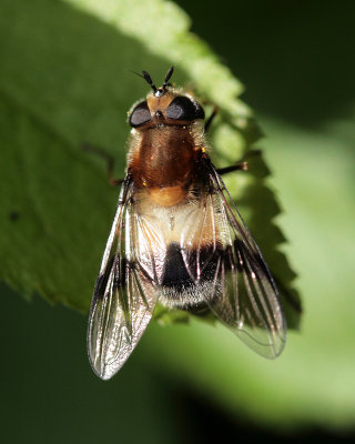Leucozona lucorum