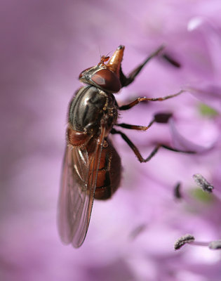 Rhingia campestris
