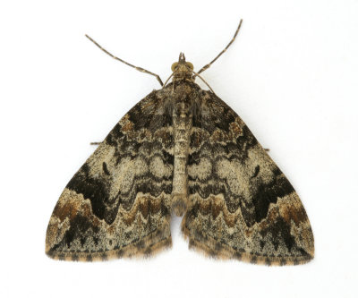 1764 Common Marbled Carpet
