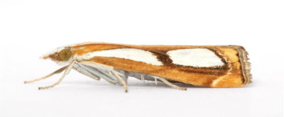 1313 Catoptria pinella