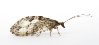 Brown Lacewing