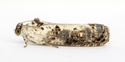 1086 Hedya salicella
