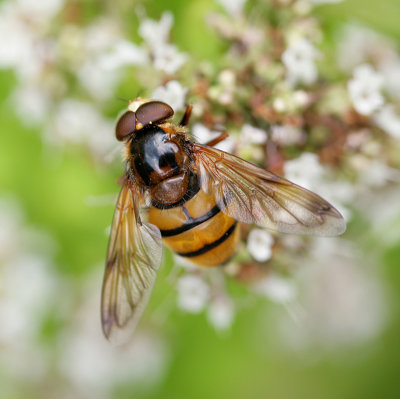 Volucella inanis