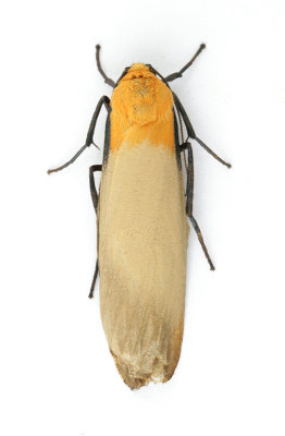 2051 Four-spotted Footman