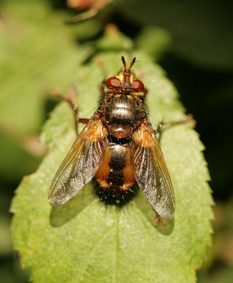 Tachina fera
