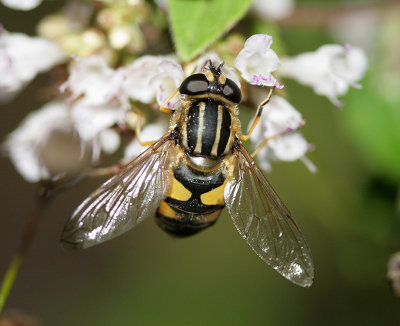 Helophilus pendulus