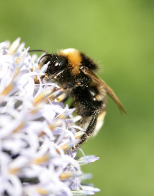 Bombus terrestris