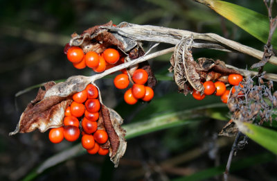Iris foetidissima