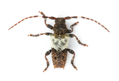 Greater Thorn-tipped Longhorn Beetle