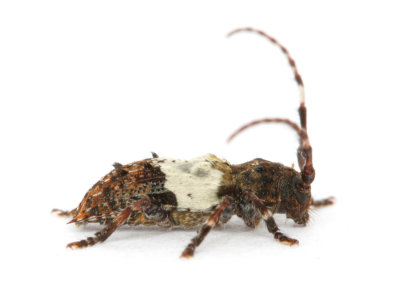 Greater Thorn-tipped Longhorn Beetle