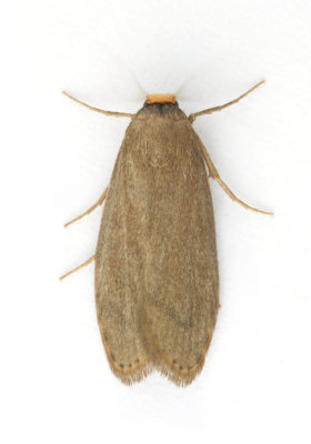 1426 Achroia grisella