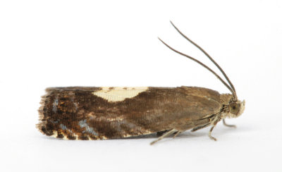 1234 Pammene regiana