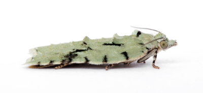 1061 Acleris literana