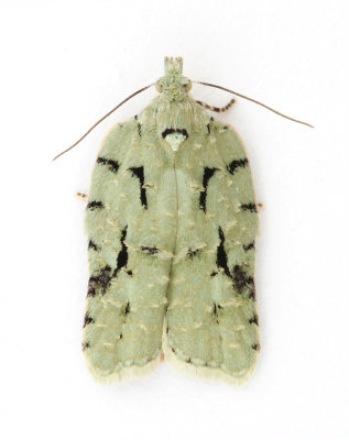 1061 Acleris literana