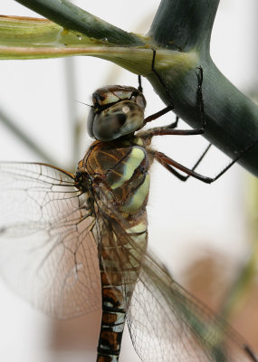 Migrant Hawker