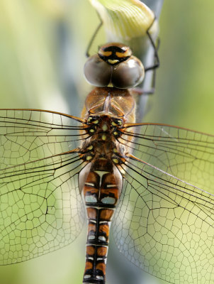 Migrant Hawker