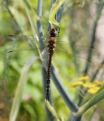Migrant Hawker