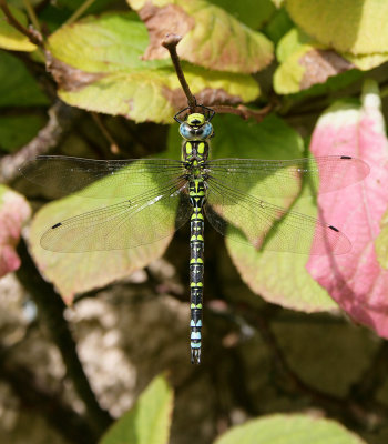 Southern Hawker