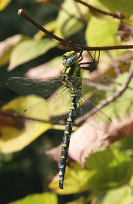 Southern Hawker