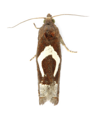 1183 Epiblema foenella