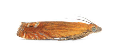 1219 Lathronympha strigana