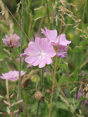 Musk Mallow