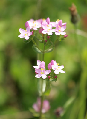 Common Centaury