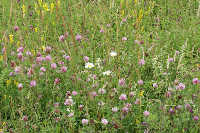 Red Clover