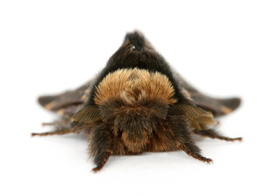 1631 December Moth