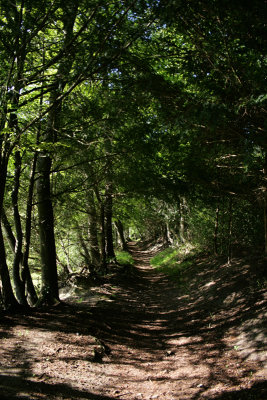 Park Wood