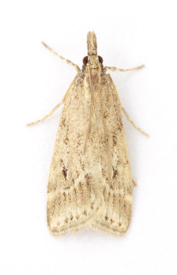 1336 Eudonia pallida
