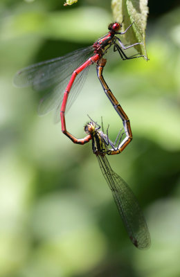 Large Red Damselfly