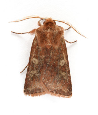 2140 White-marked