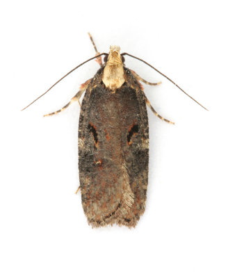 0709 Agonopterix liturosa