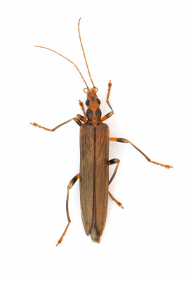 Oedemera femoralis