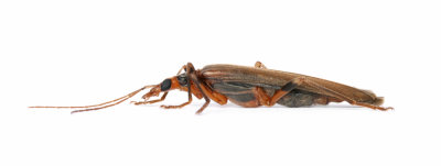 Oedemera femoralis