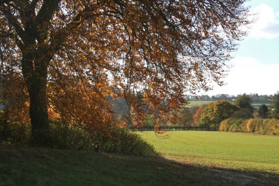 Park Wood