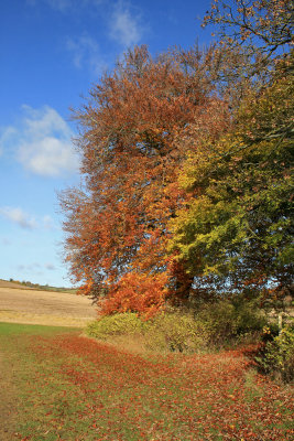 Park Wood