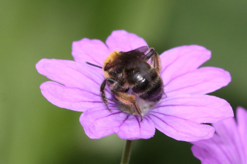 Andrena helvola542.jpg