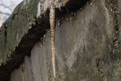 stalagtiet2524.jpg