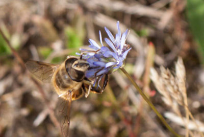 eristalis spec.