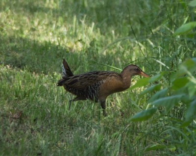 King Rail