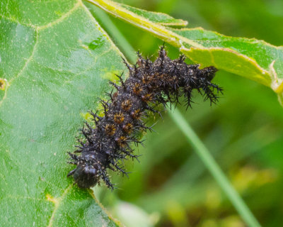 Silvery Checkerspot caterpillar