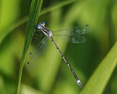 Northern Spreadwing, male
