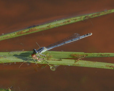 Eastern Forktail eating her catch