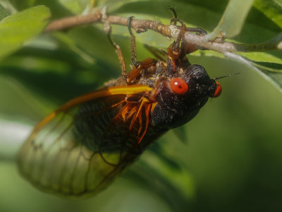 Periodical cicada, brood II, Magicicada septendecim
