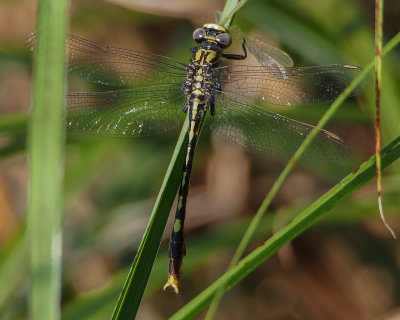 Clubtails and Spiketails