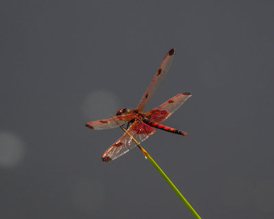 Calico Pennant, male