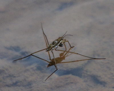 Water Strider species